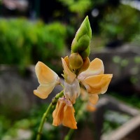 Codariocalyx motorius (Houtt.) H.Ohashi